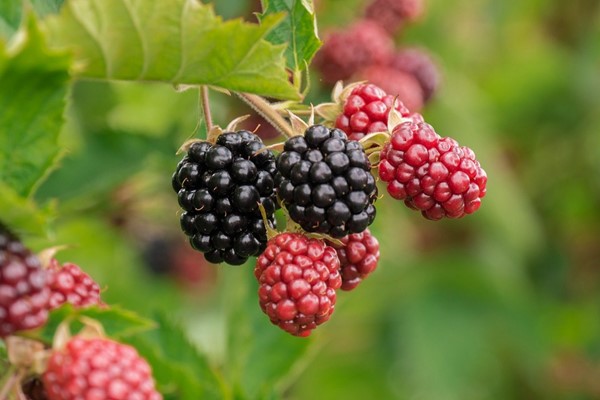Beeren 2021 08